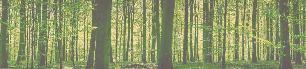 Bande de forêt de feuillus, troncs droits et lumière rasante