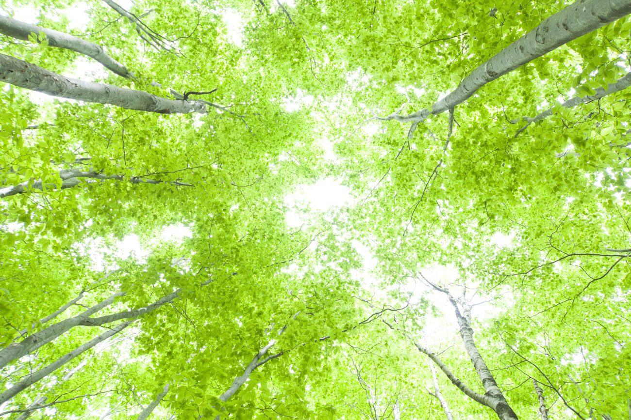 Canopée de feuillus vue d'en bas, lumière de fin d'été